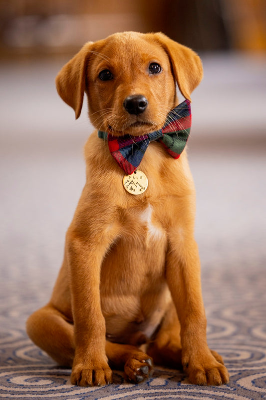 THE ROYAL EDINBURGH MILITARY TATTOO TARTAN DOG BOW TIE