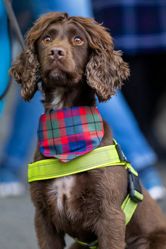 THE ROYAL EDINBURGH MILITARY TATTOO TARTAN DOG BANDANA